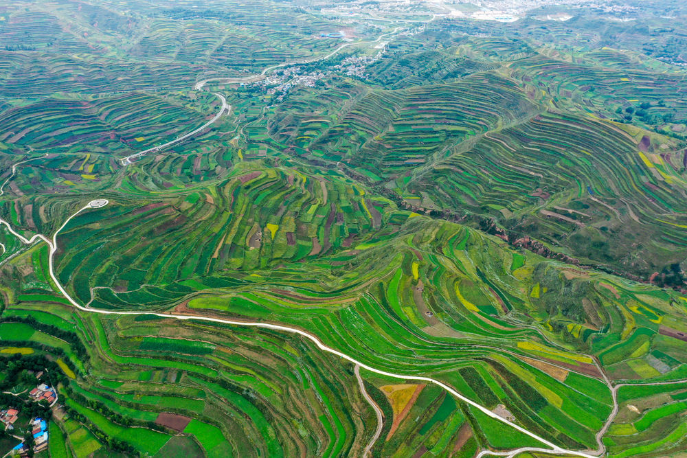 甘肃省陇南市宕昌县的一处中药材标准化种植示范基地 新华社记者 郎兵兵 摄