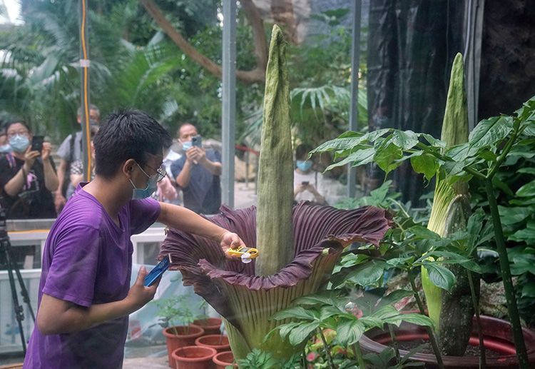 世界首次！国家植物园人工栽培巨魔芋群体开花