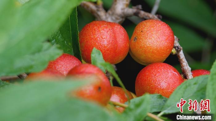 河北武邑千亩“高钙果”欧李结出致富果亩收入近万元