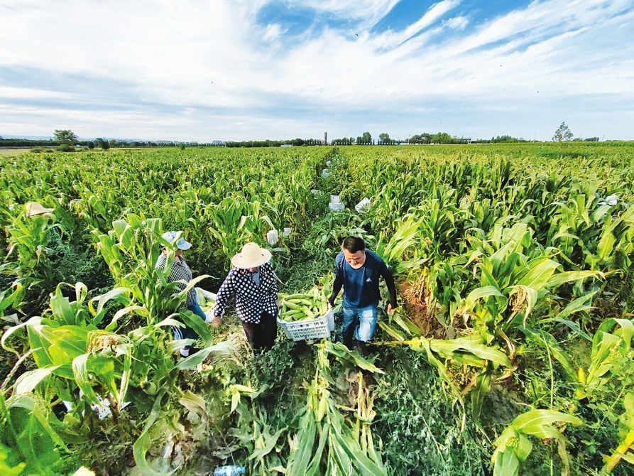采摘糯玉米