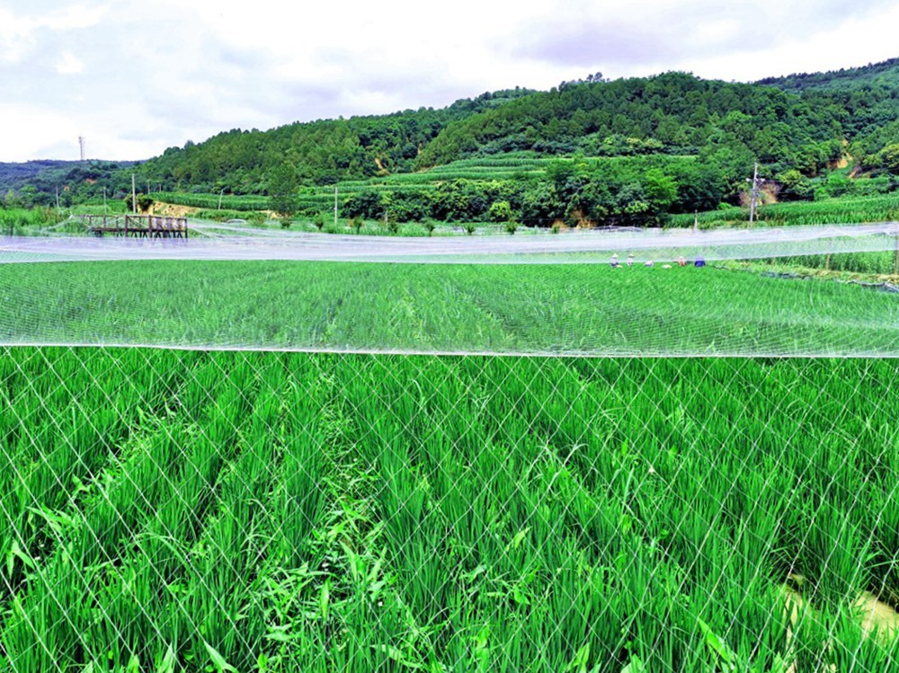 宜君：稻田养殖龙虾 育出产业新希望