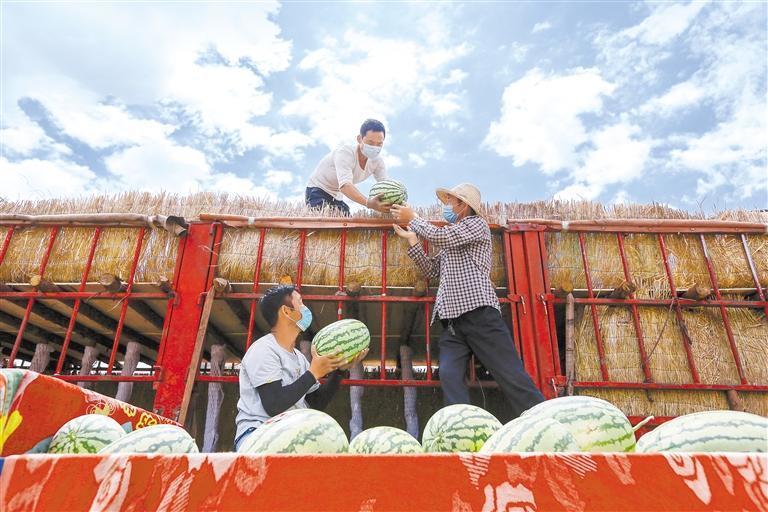 “吃瓜群众”有福了 甘肃一地千亩西瓜甜蜜来袭
