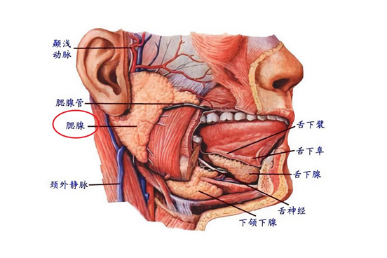 腮腺肿瘤位置图片图片