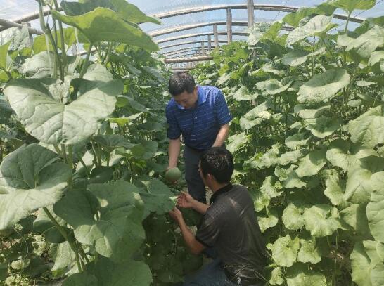 九江武宁县新宁镇：特色果蔬助力乡村振兴