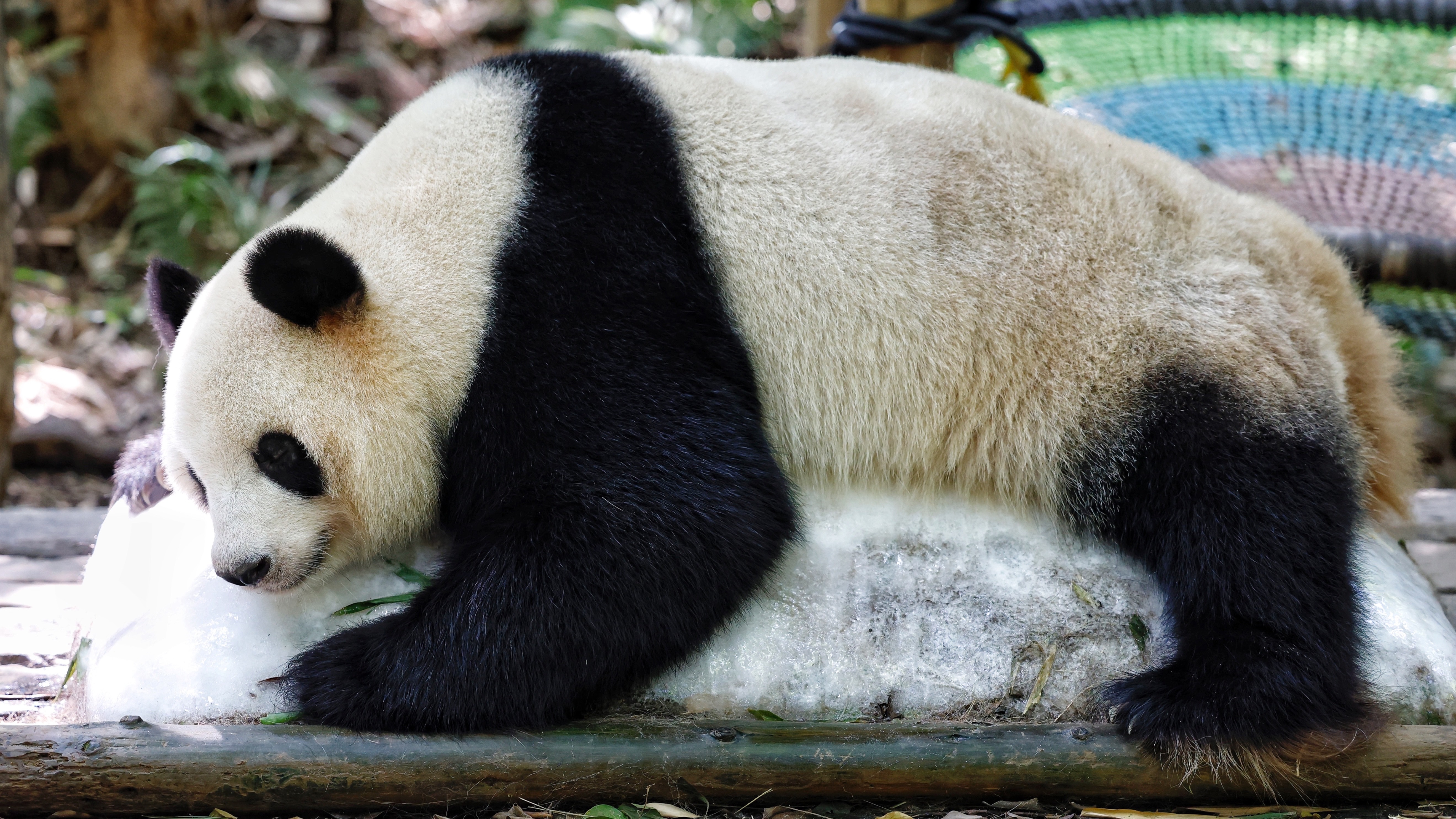 大暑将至广州持续晴热高温,看野生动物们吃冰,泡澡花式避暑
