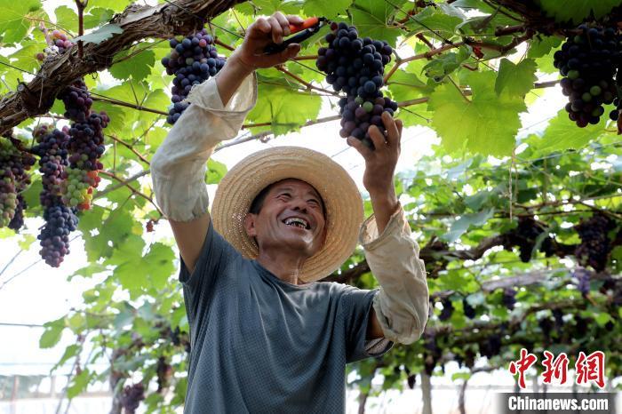 线上直播“新农具”助力“新农人”河北小厂村闯出致富路