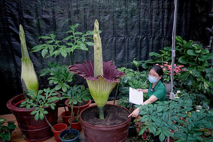 世界首次！国家植物园人工栽培巨魔芋群体开花