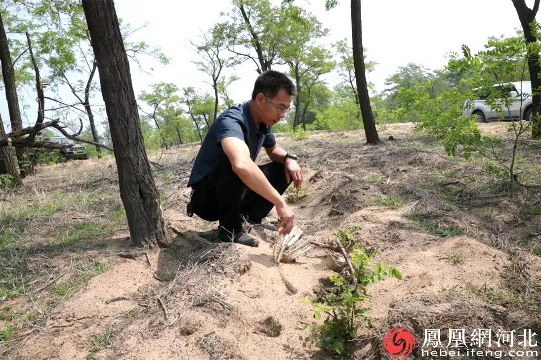 秦皇岛北戴河新区：森林卫士科学探索 沿海林带枝繁叶茂