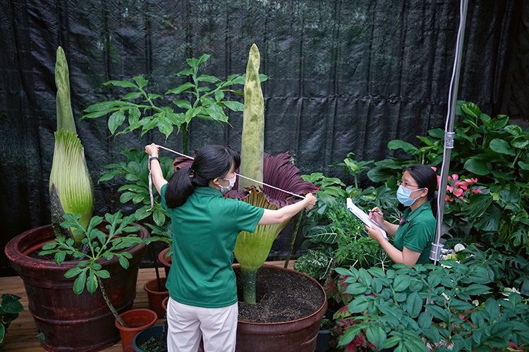 世界首次！国家植物园人工栽培巨魔芋群体开花