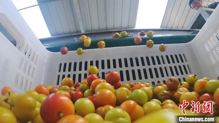 村民正在分拣欧李。　 张保卫 　摄