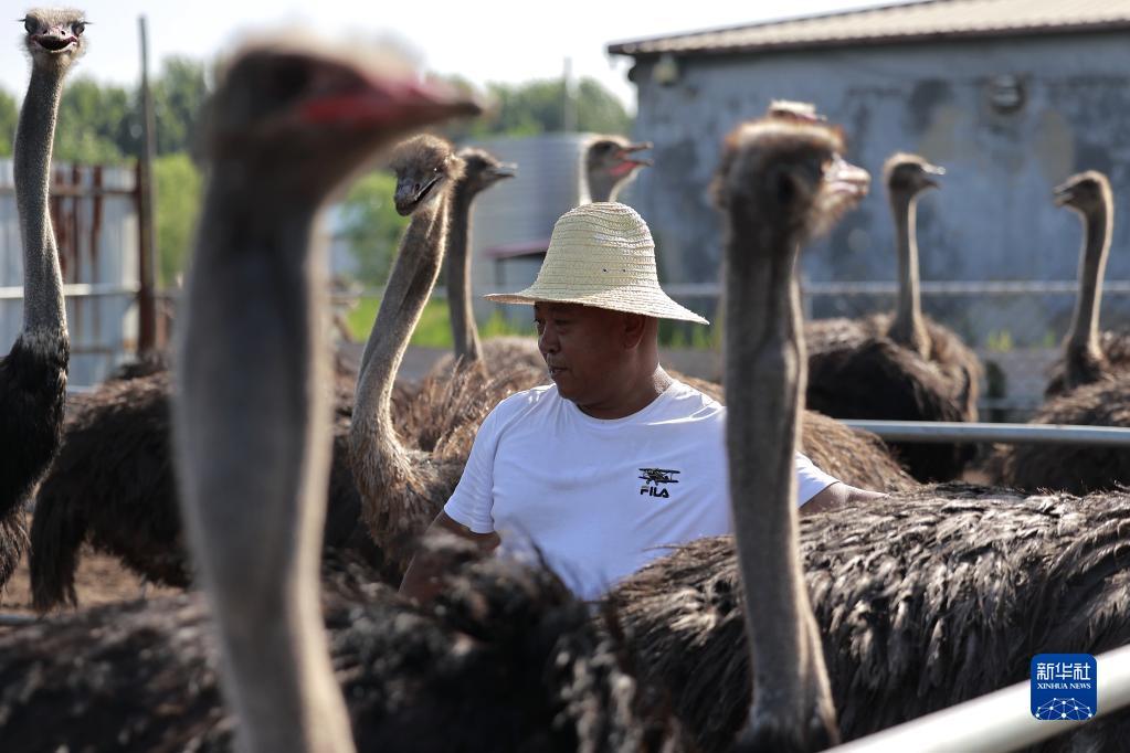 7月15日，在丰南区西葛镇一鸵鸟养殖基地，饲养员在查看鸵鸟生长情况。