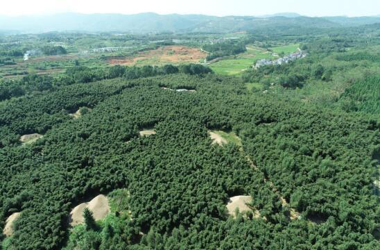 瑞昌市林业局：擦亮绿色“底色”绘出生态画卷