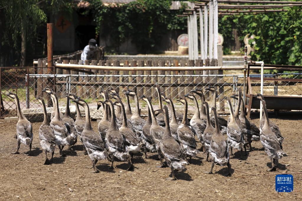 7月16日，在丰南区大新庄镇一养殖专业合作社，饲养员在给大鹅喂食。