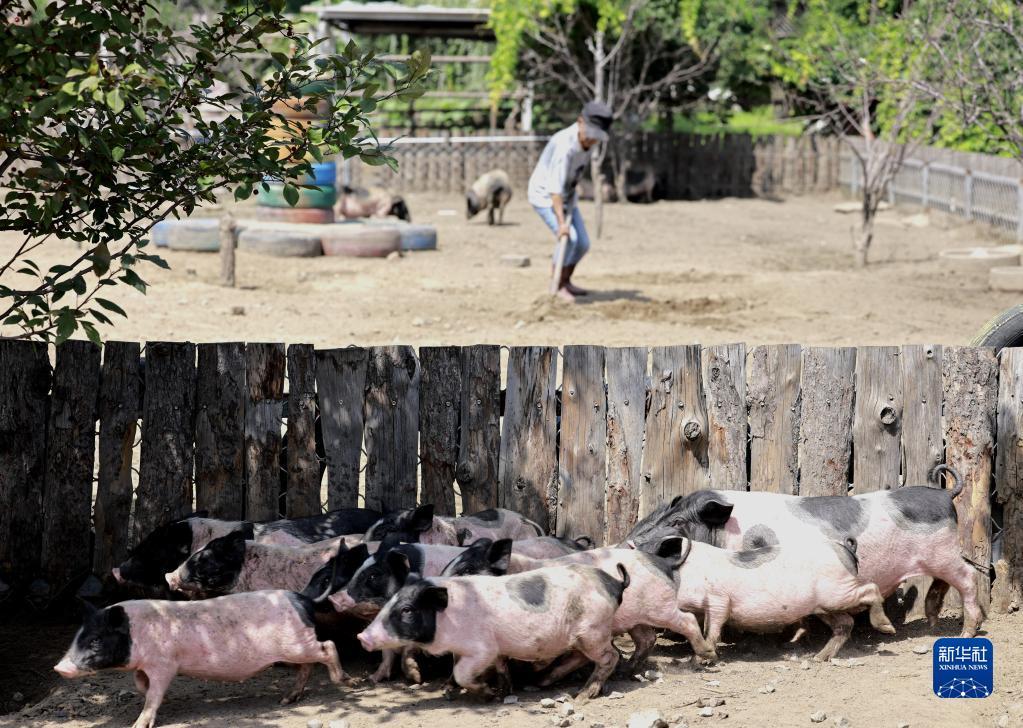 7月16日，在丰南区大新庄镇一香猪养殖基地，工人在平整猪舍。