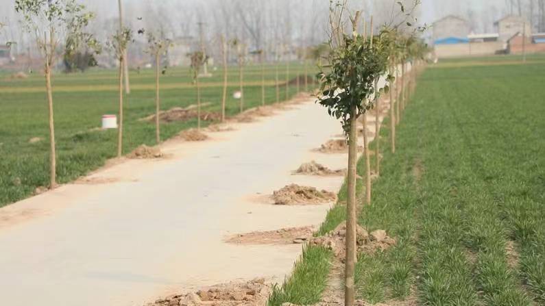 柘城胡襄镇：创新“四步”工作法，掀起人居环境综合整治热潮