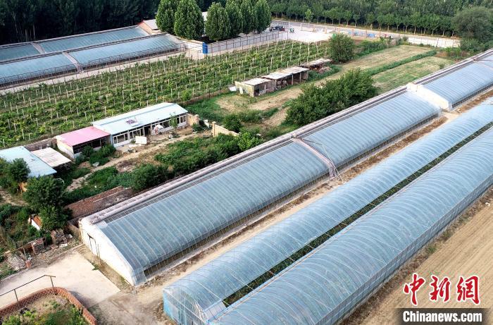 河北省大厂回族自治县小厂村的葡萄种植园。(无人机照片) 刘亮 摄