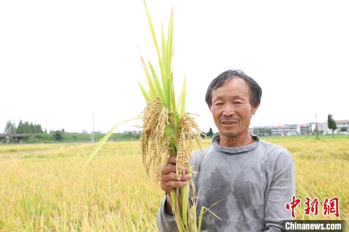 浙江绍兴自主培育首个超级稻品种平均亩产超680公斤