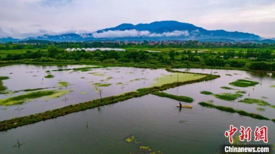 一大早，农户正在起网收获小龙虾供应订单。　赵春亮 摄