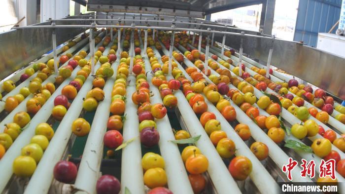 村民正在分拣欧李。　 张保卫 　摄