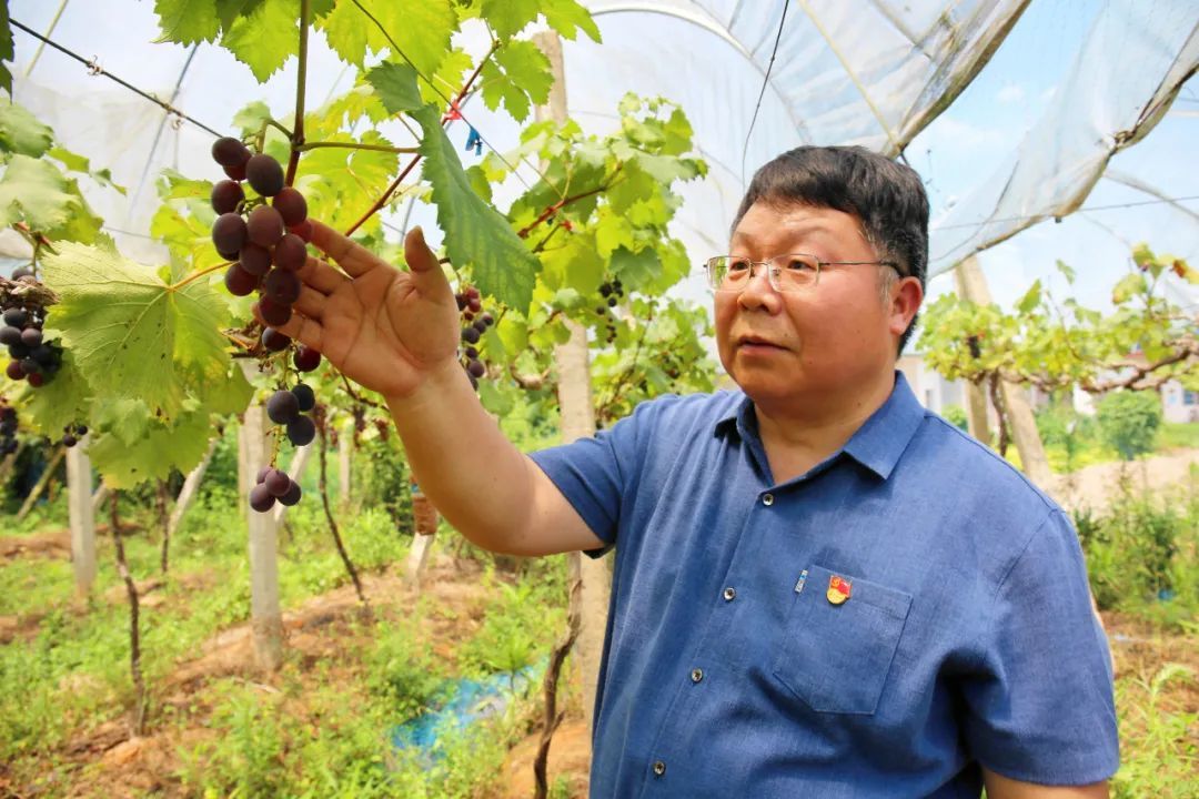 彭平:乡村振兴担使命 为民服务守初心