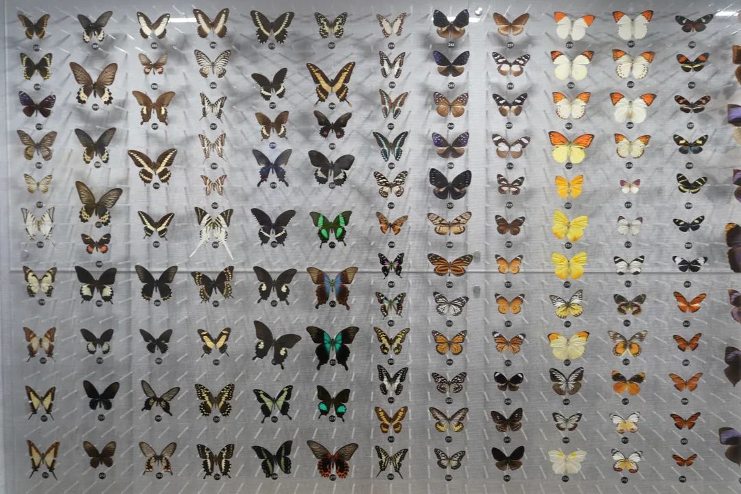 周尧昆虫博物馆新馆开馆