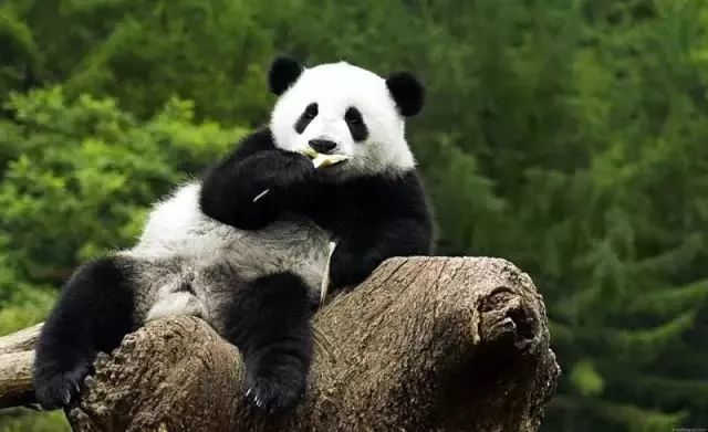 陇南野生大熊猫