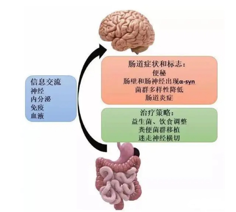 “废物”不废,粪菌移植治疗帕金森病