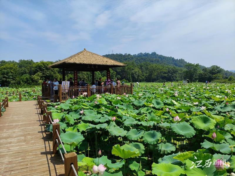 游客打卡全南县陂头镇正河村十里荷塘