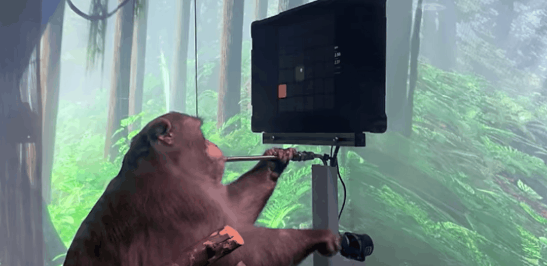 Neuralink 猴子脑控制实验 | 网络