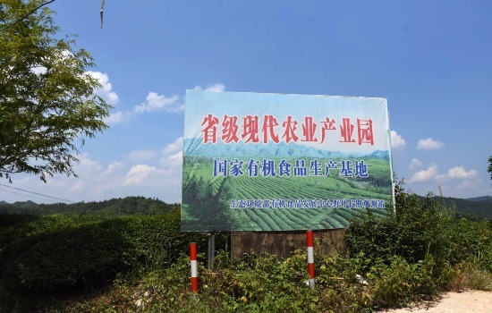 江村茶叶基地