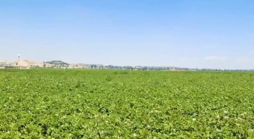 兰州新区好个丰收季 田间奏响欢乐颂