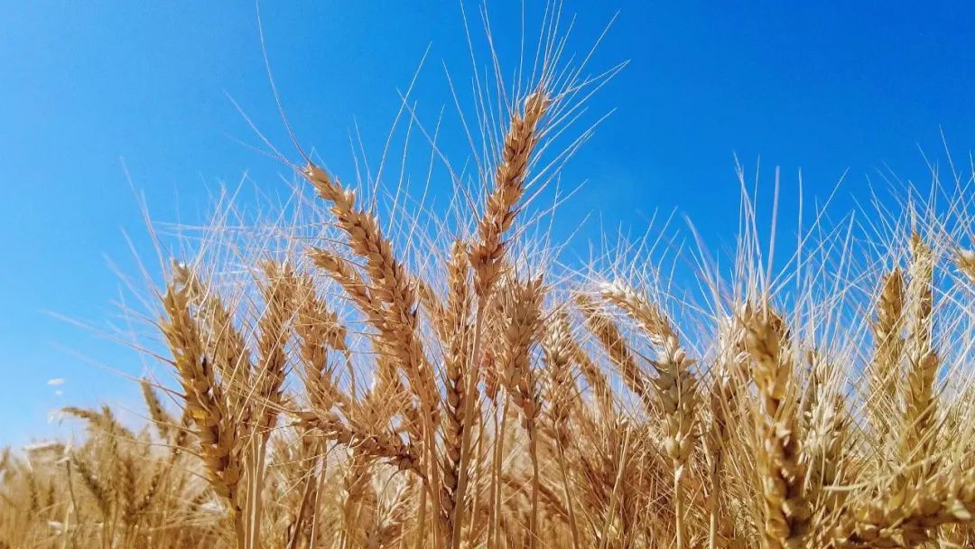 收割机“逐浪”麦田 白银景泰交出夏粮“丰收答卷”