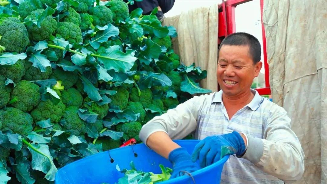 兰州新区好个丰收季 田间奏响欢乐颂