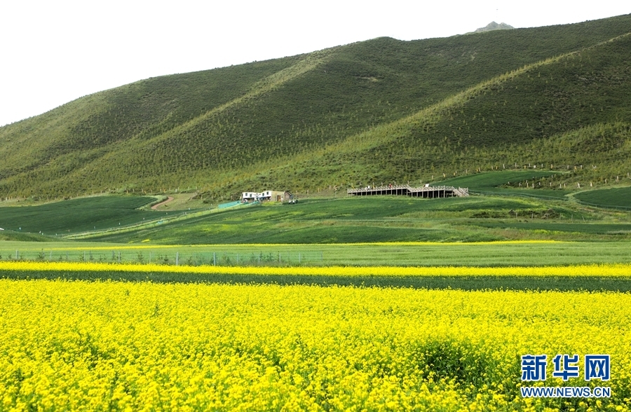 这是7月26日在甘肃省张掖市民乐县扁都口景区拍摄的油菜花海 新华网发（王晓泾 摄）