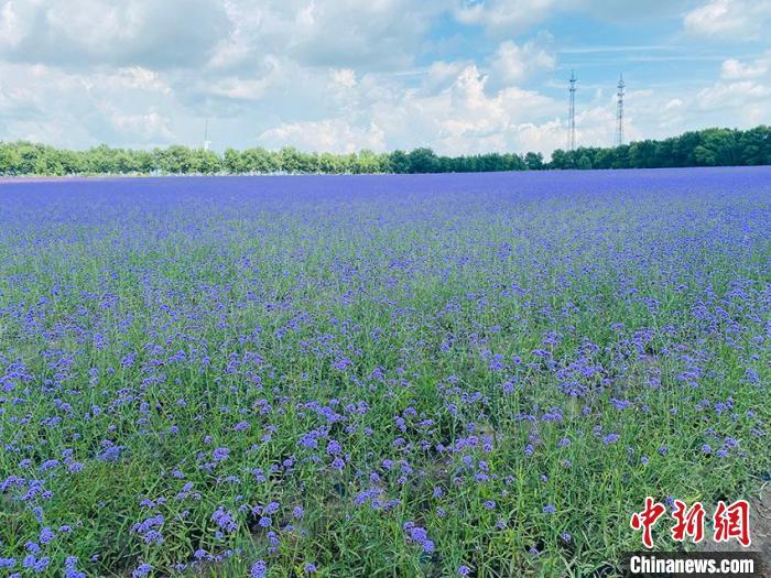 查干湖景区花海。　李丹 摄