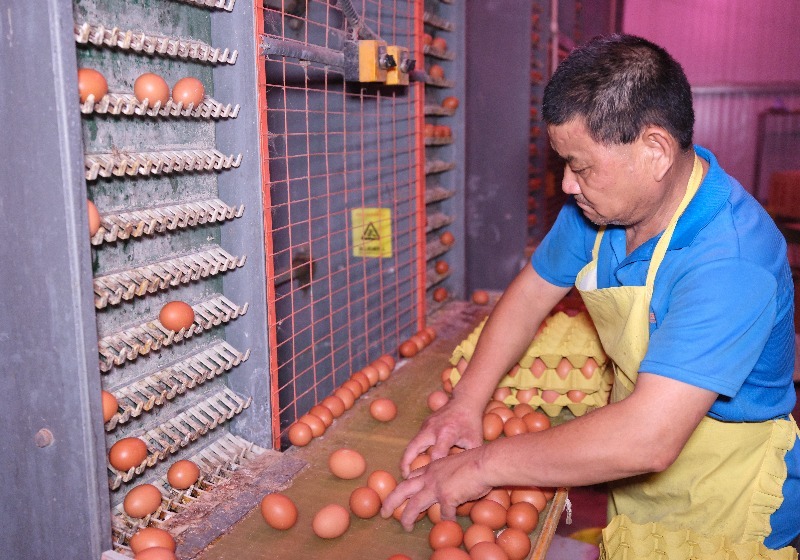 进贤下埠集乡:“小蛋鸡”大产业,带来致富新方向