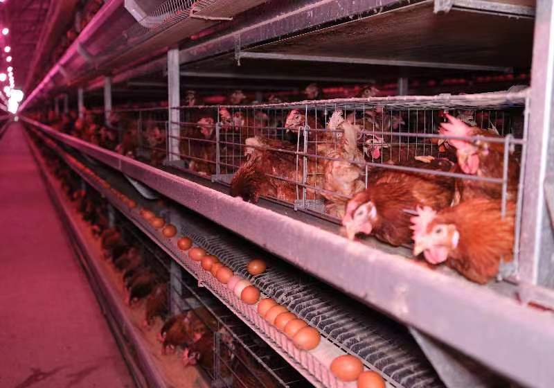 进贤下埠集乡:“小蛋鸡”大产业,带来致富新方向