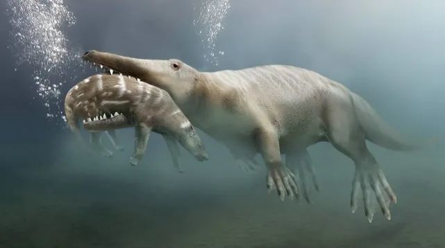 图：陆行鲸-4900万年前生活在浅海