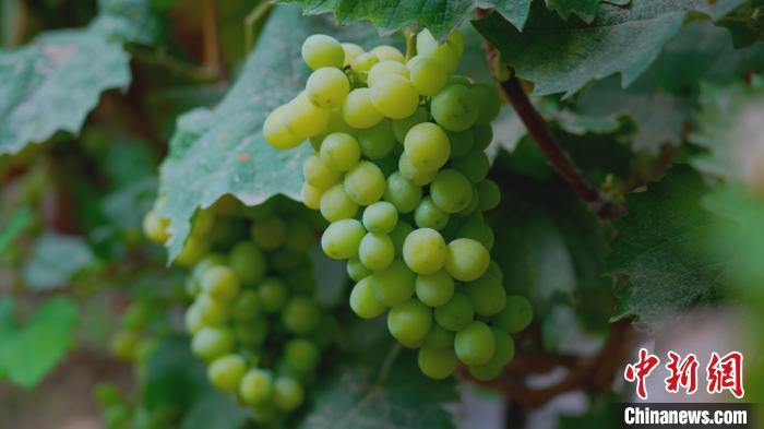 武邑县一采摘园内即将成熟的葡萄。　张保卫 摄