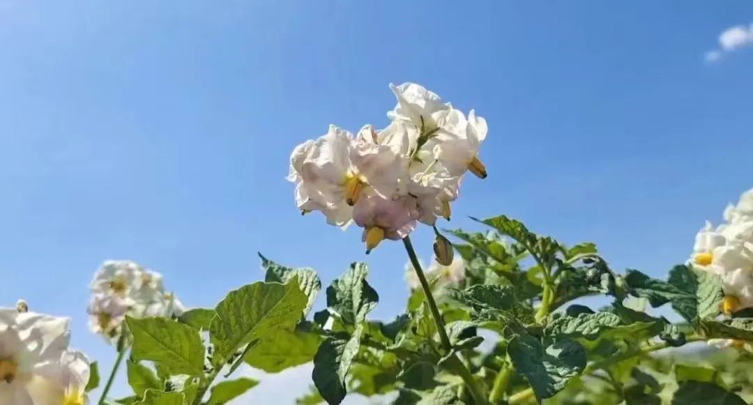 兰州新区好个丰收季 田间奏响欢乐颂