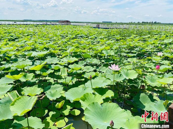 查干湖景区。　李丹 摄