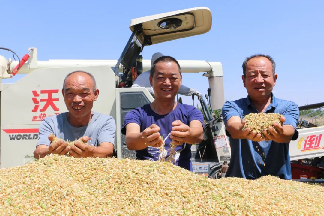 兰州新区好个丰收季 田间奏响欢乐颂