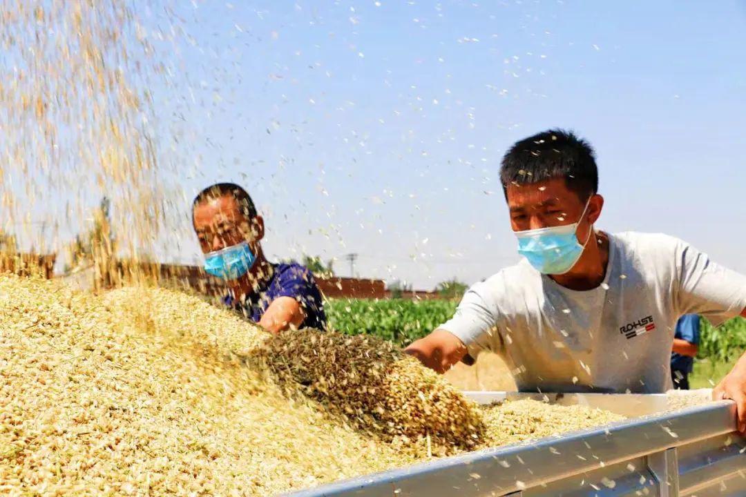 兰州新区好个丰收季 田间奏响欢乐颂