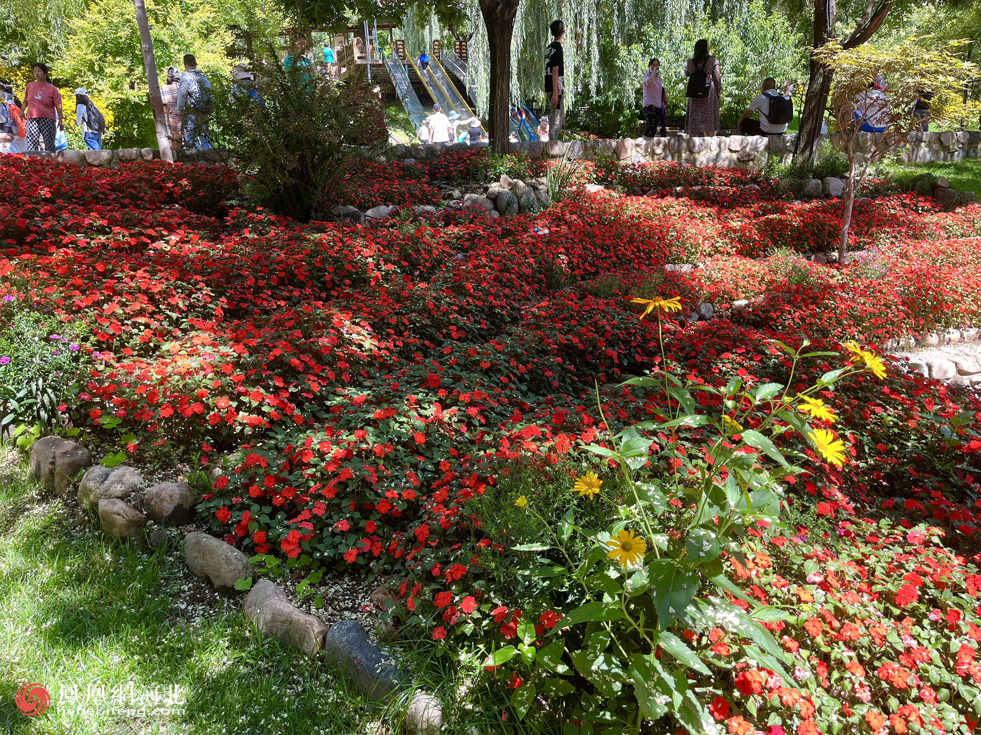 漫山花溪谷中的漫山鲜花编织出了一幅多彩的夏日画卷