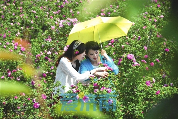 游客在平阴玫瑰花海赏花