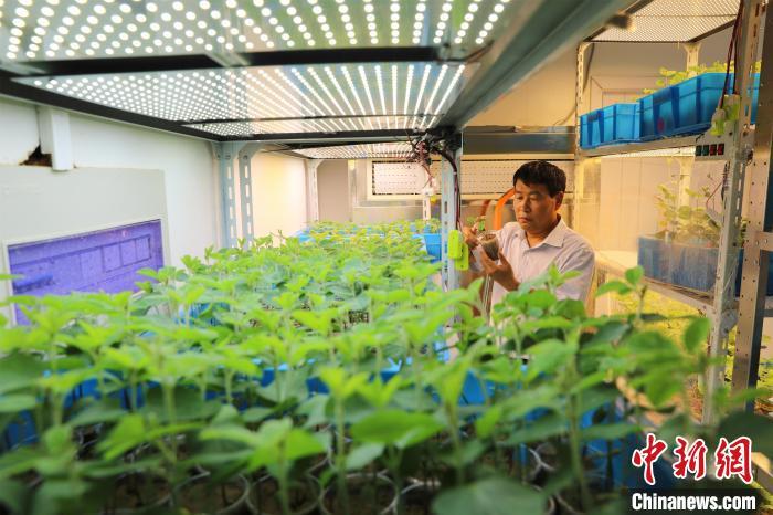 图为河南省农科院大豆育种专家卢为国在实验室查看大豆生长情况。(资料图) 韩章云 摄