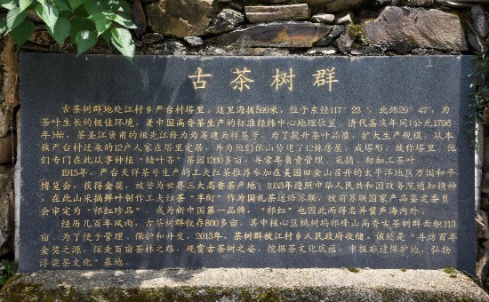 古茶树群石碑