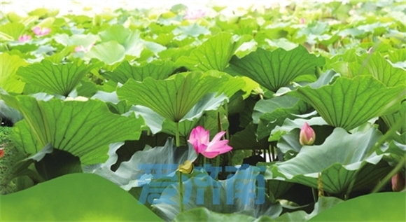 白云湖街道盛开的荷花