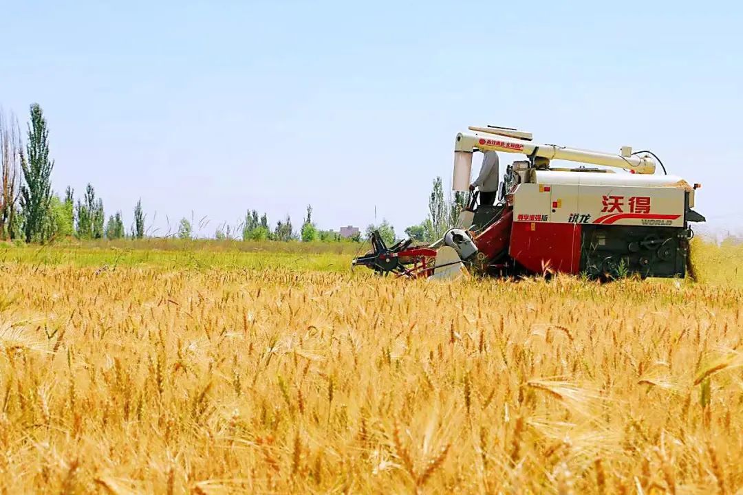 兰州新区好个丰收季 田间奏响欢乐颂