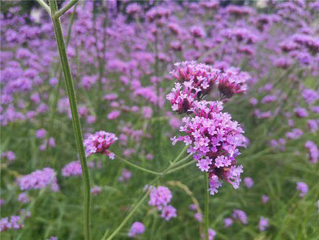 仲夏步步是景 诗韵"花花世界" 这样的归园田居你爱吗
